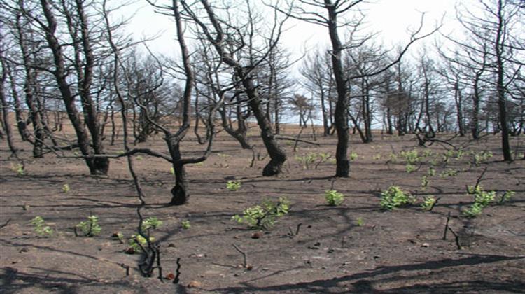 Πώς Χάθηκαν τα Δάση της Αττικής